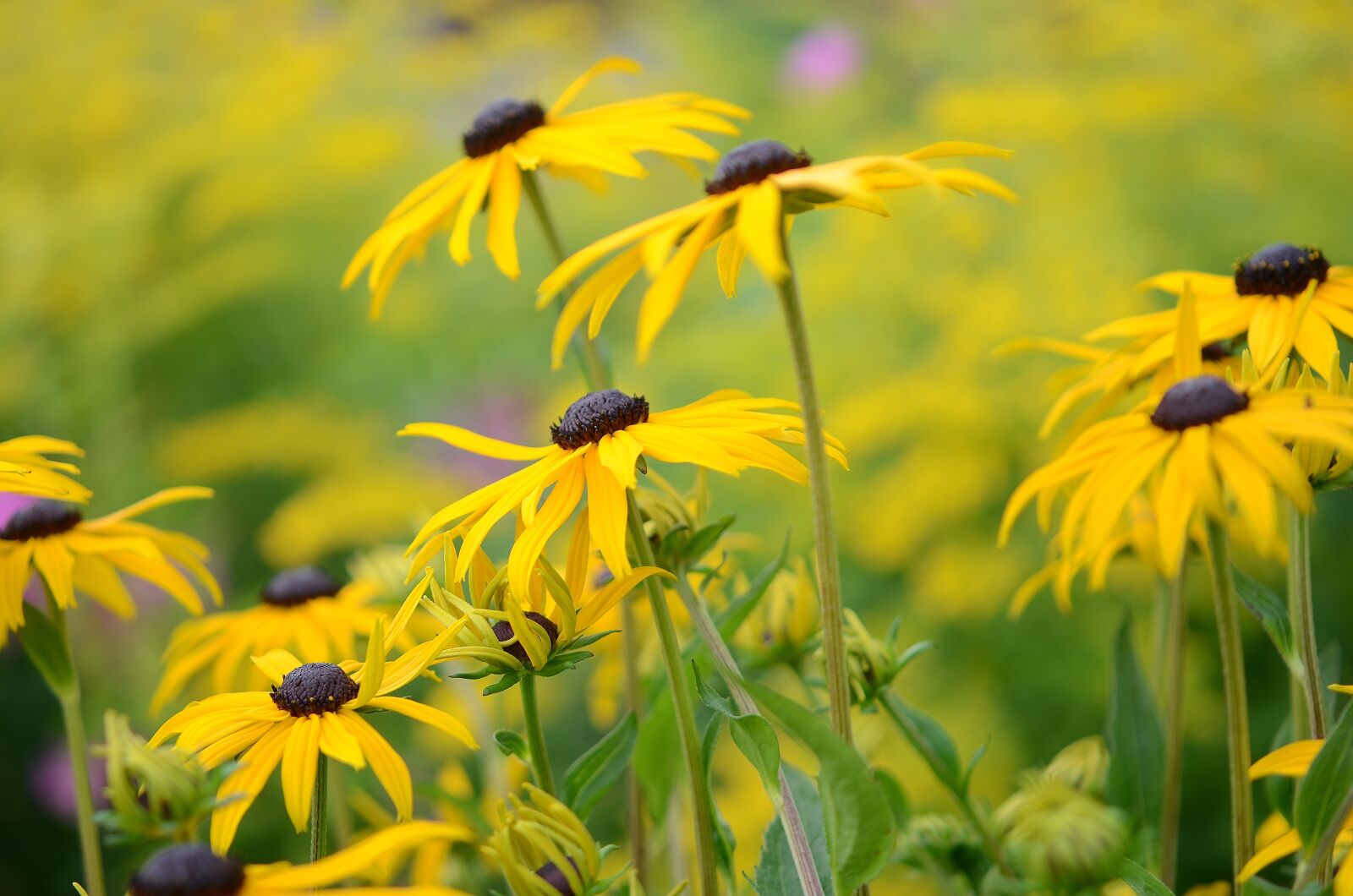 Nikon D7000 sample photo. Flower, natur, spring photography