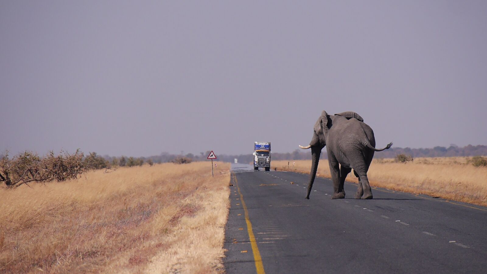 Panasonic Lumix DMC-GH3 sample photo. Botswana, elephant, road photography