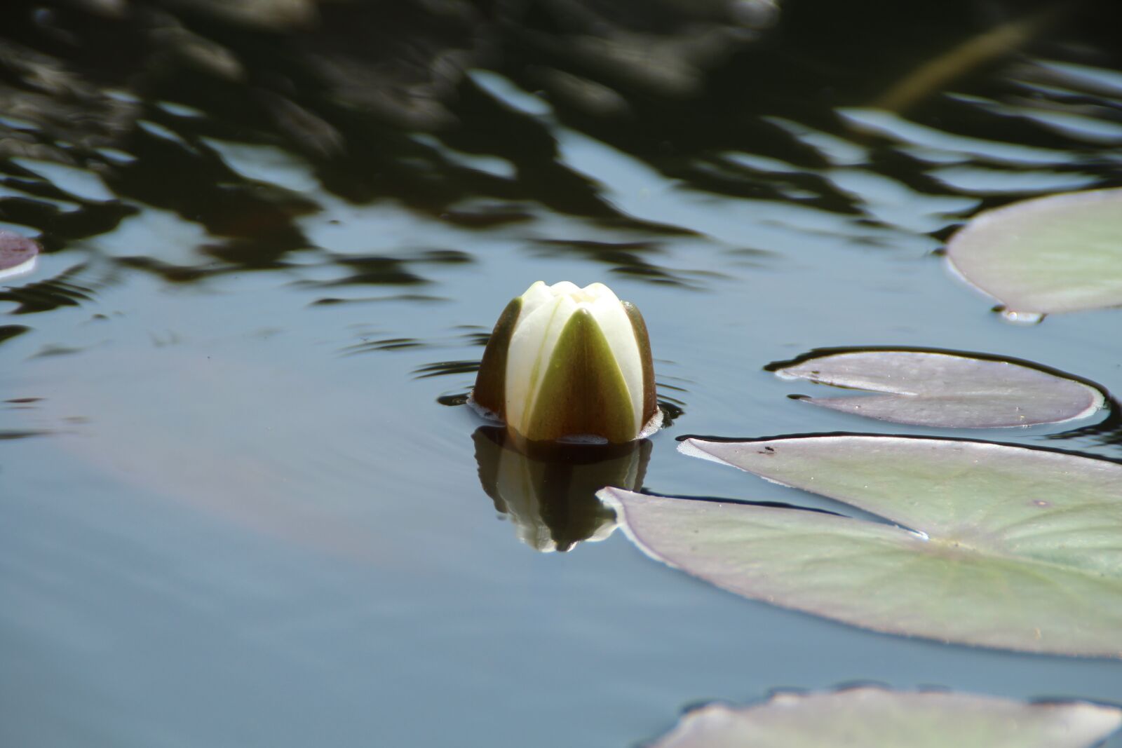 Canon EOS 1200D (EOS Rebel T5 / EOS Kiss X70 / EOS Hi) sample photo. Water lily, aquatic plant photography