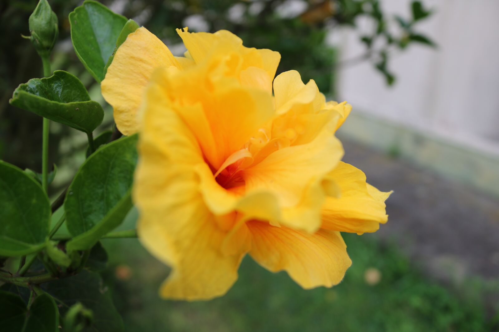Canon EOS 750D (EOS Rebel T6i / EOS Kiss X8i) sample photo. Comanche, flower, garden photography