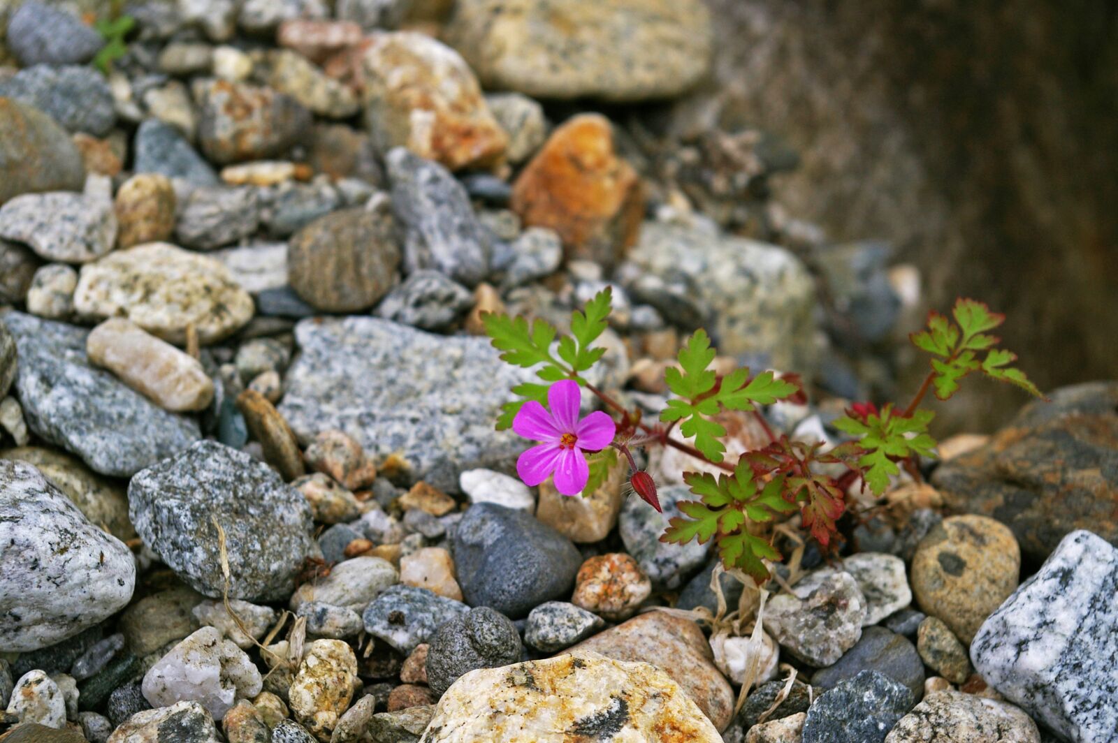 Pentax *ist DL2 sample photo. Cranesbill, plant, lonely photography