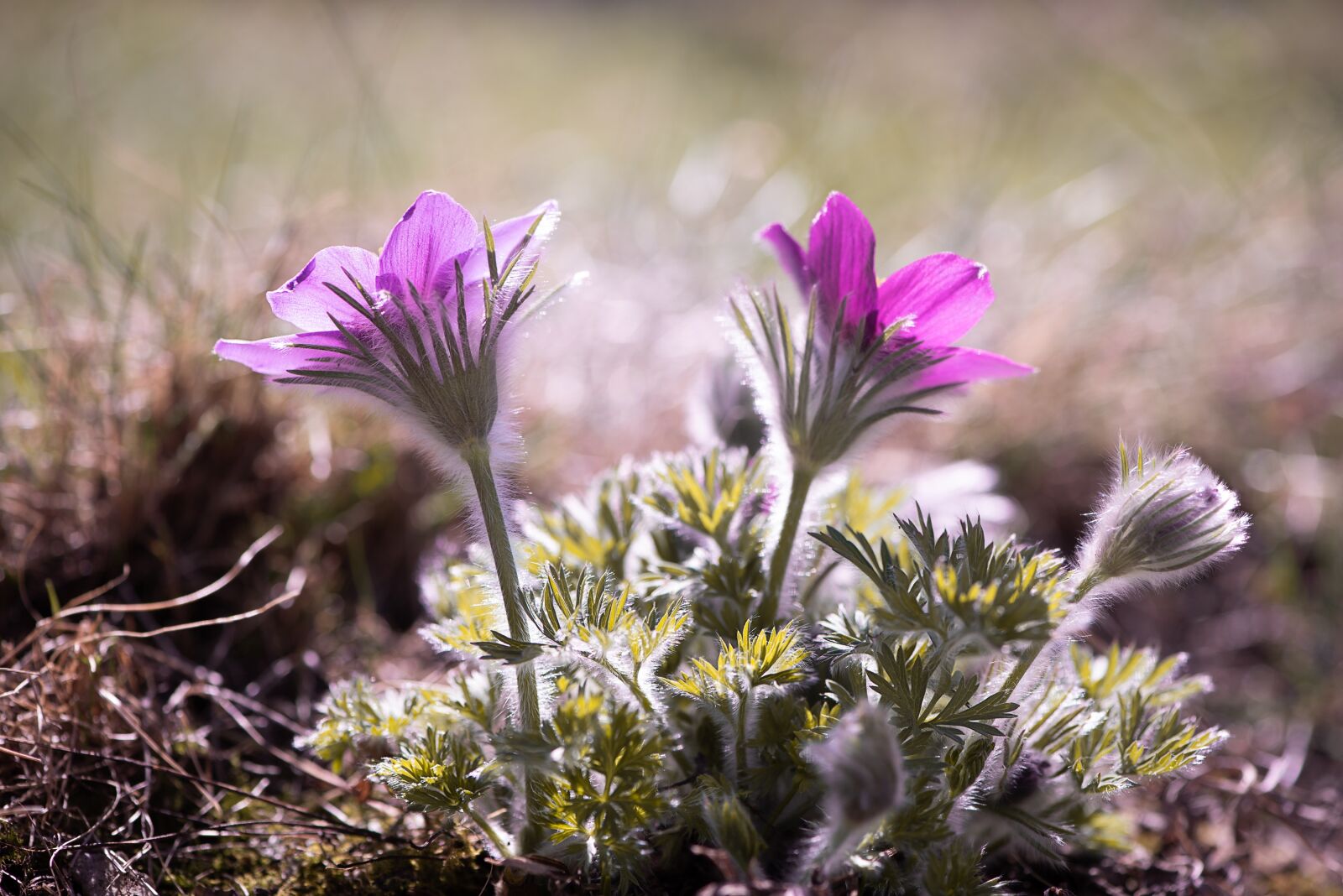 Nikon D750 sample photo. Anemone, purple, purple anemone photography
