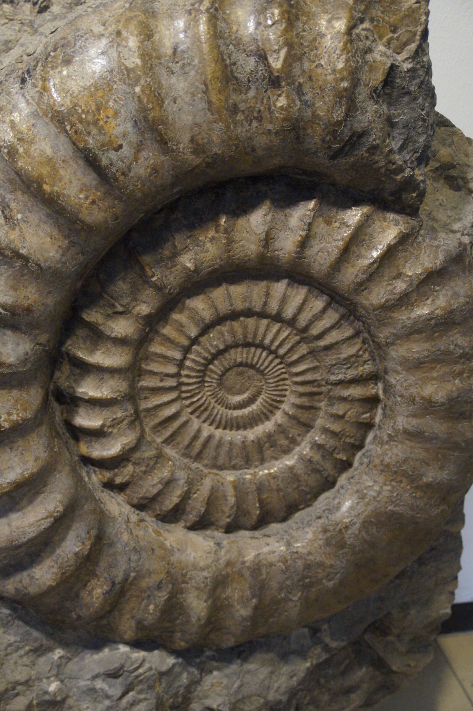 Sony SLT-A58 sample photo. Fossil, snail, ammonit photography