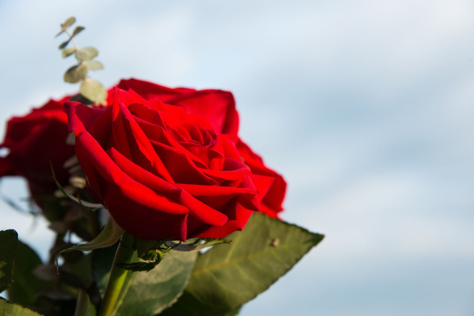 Nikon D800 sample photo. Close-up, closeup, flower photography