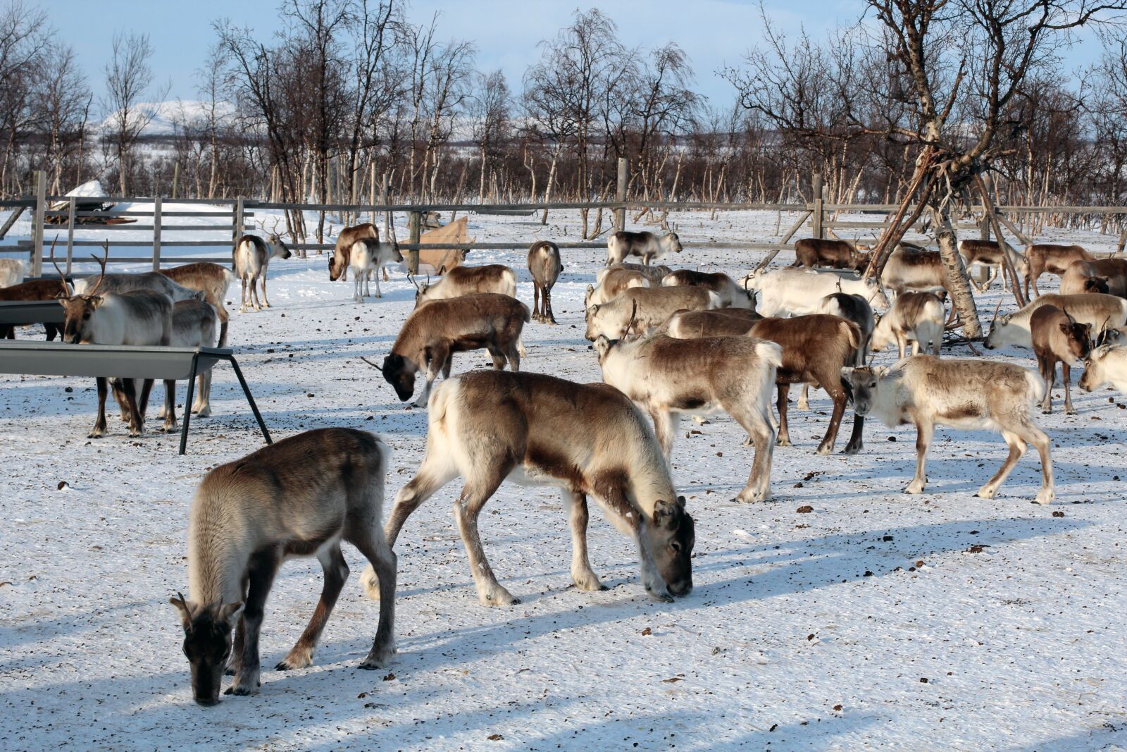 Canon EOS 600D (Rebel EOS T3i / EOS Kiss X5) + Canon EF 50mm F1.4 USM sample photo. Reindeer, winter, snow photography
