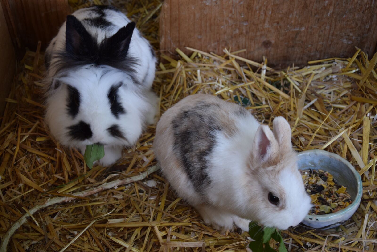 Nikon D5300 sample photo. Dwarf rabbit, rabbit, cute photography
