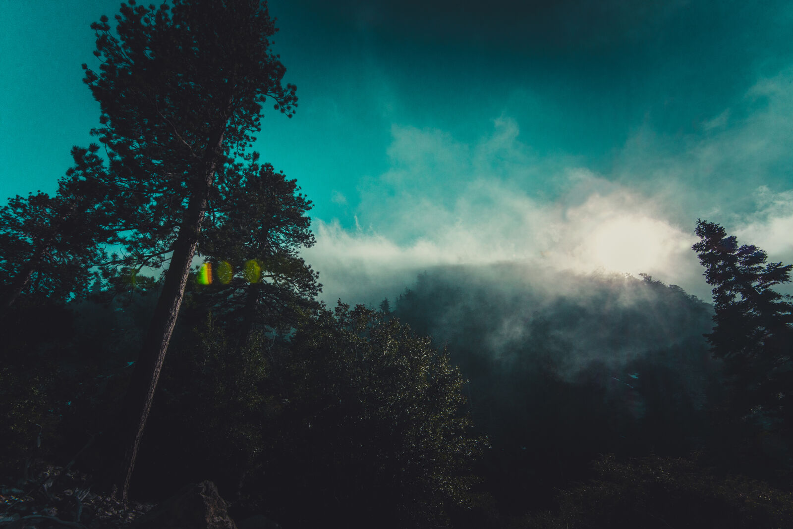 Nikon D610 sample photo. Conifers, environment, fir, trees photography