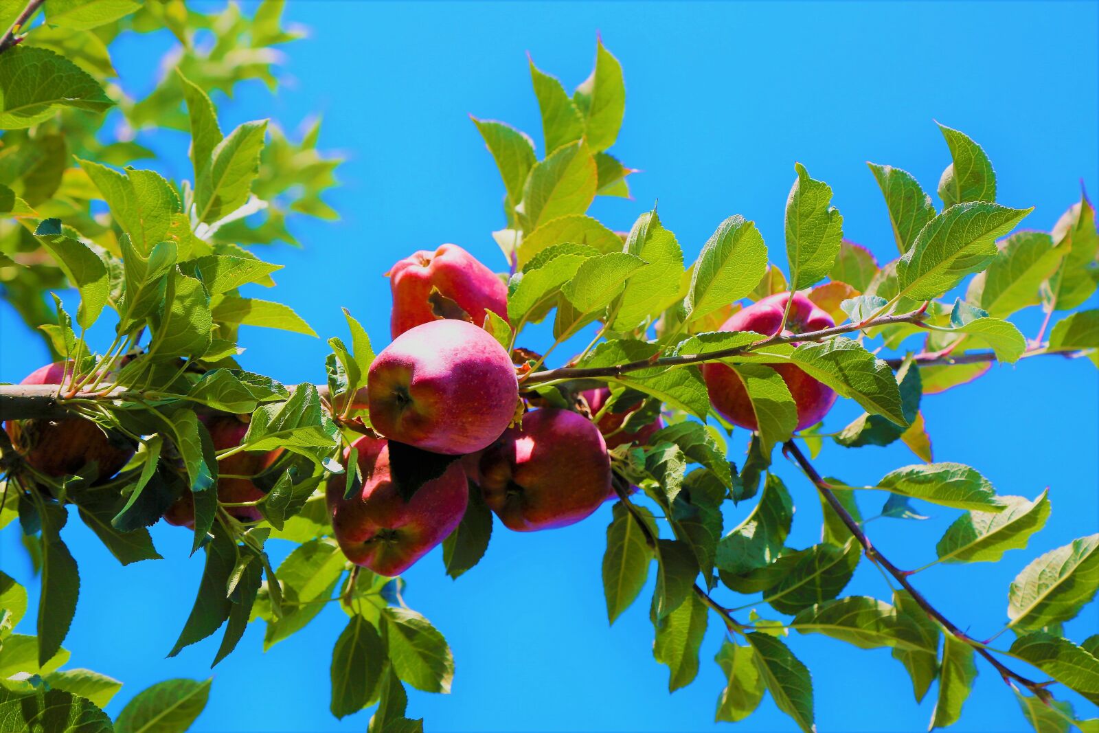 Canon EF 24-105mm F4L IS USM sample photo. Apple, tree, fruit photography