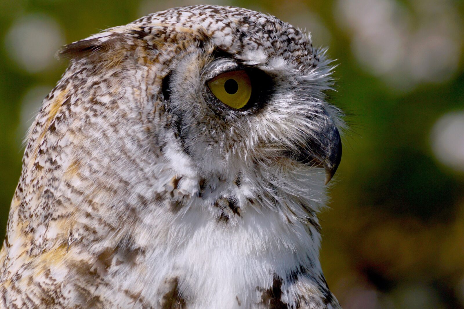 Sony DT 55-300mm F4.5-5.6 SAM sample photo. Owl, eagle owl, bird photography