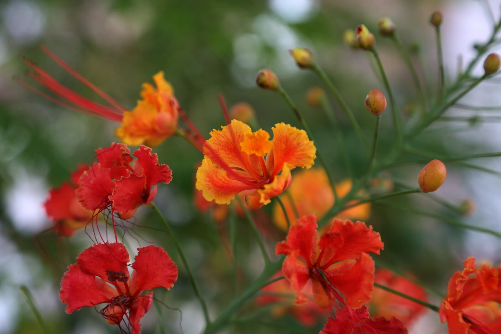 Canon EOS 5D Mark III sample photo. Flower, nature, rosa photography