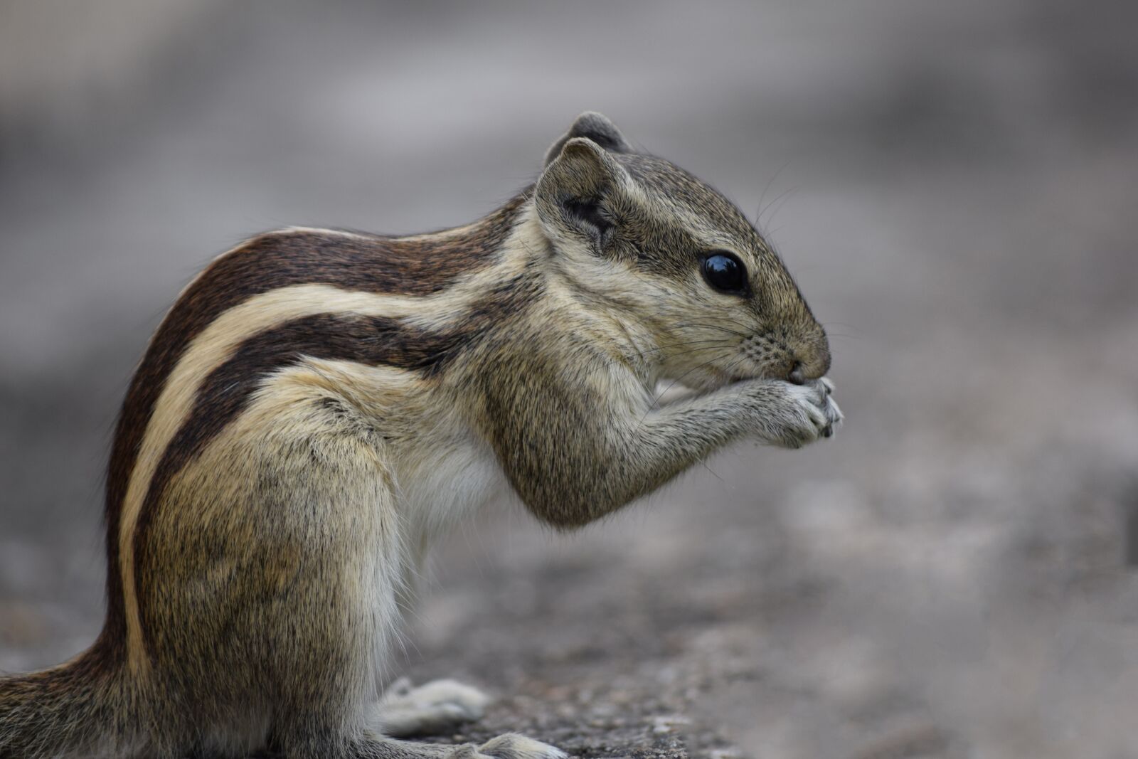 Nikon D3300 sample photo. Squirrel, eating, nut photography