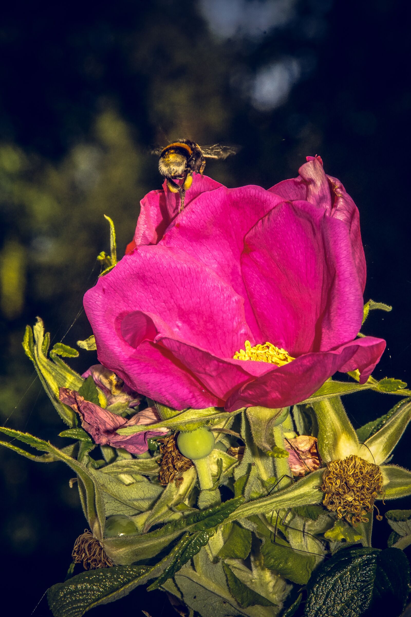 Sony ILCA-77M2 sample photo. Rose, blossom, bloom photography