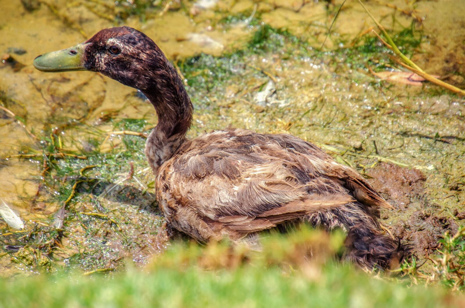 Nikon D7000 sample photo. Duck, water, bird photography