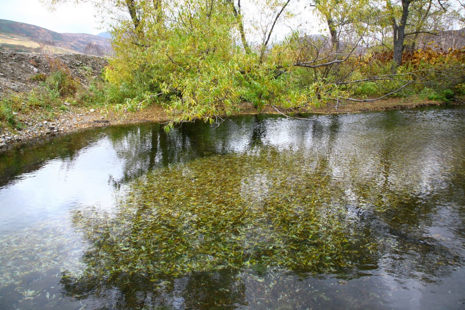 Canon EOS 5D sample photo. Forest, small river, body photography
