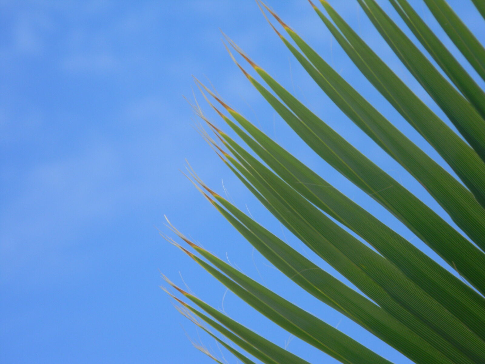 Nikon Coolpix L110 sample photo. Palm, palms, sky photography