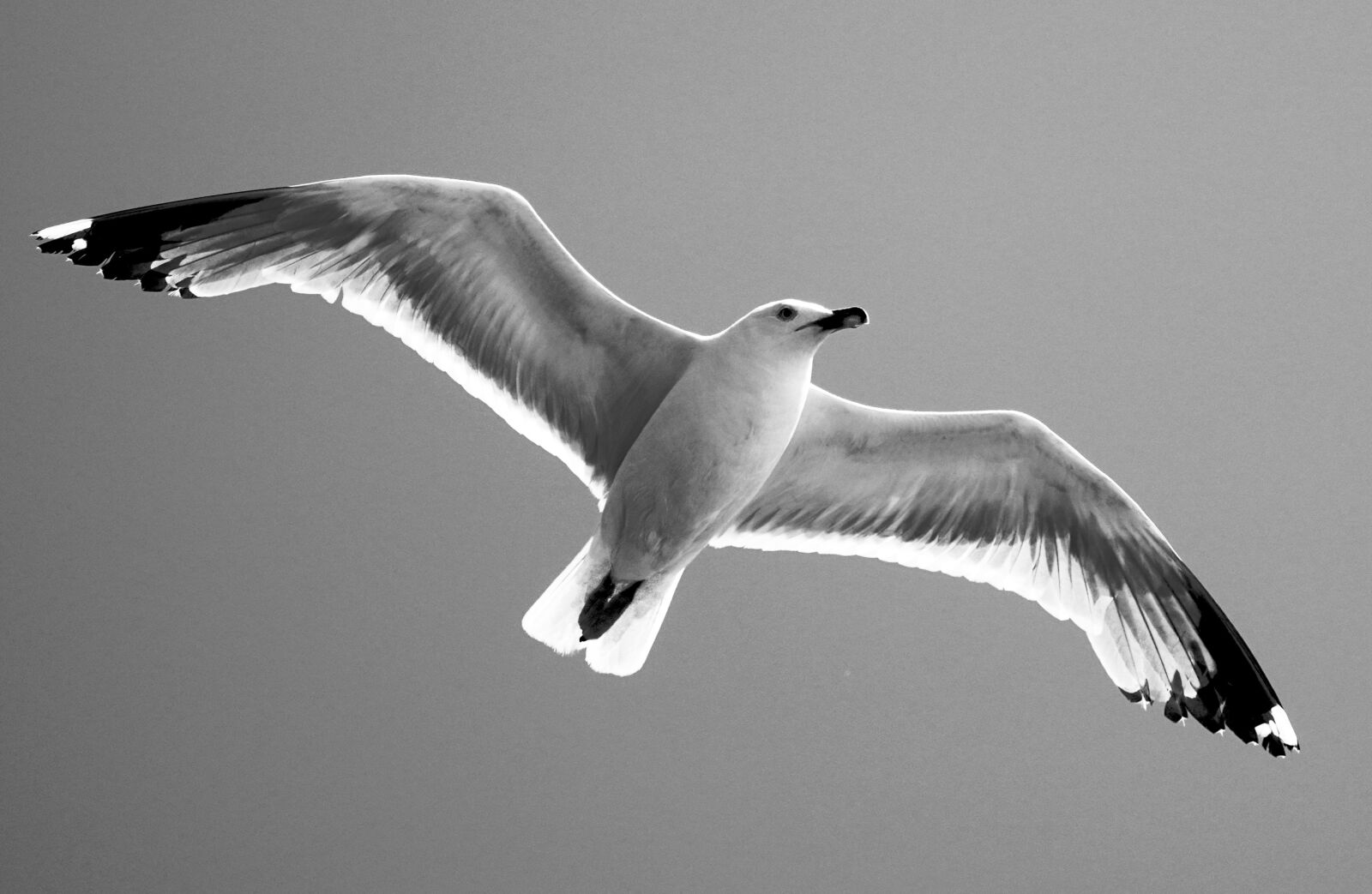 Sony a6400 sample photo. Black, white, seagull photography