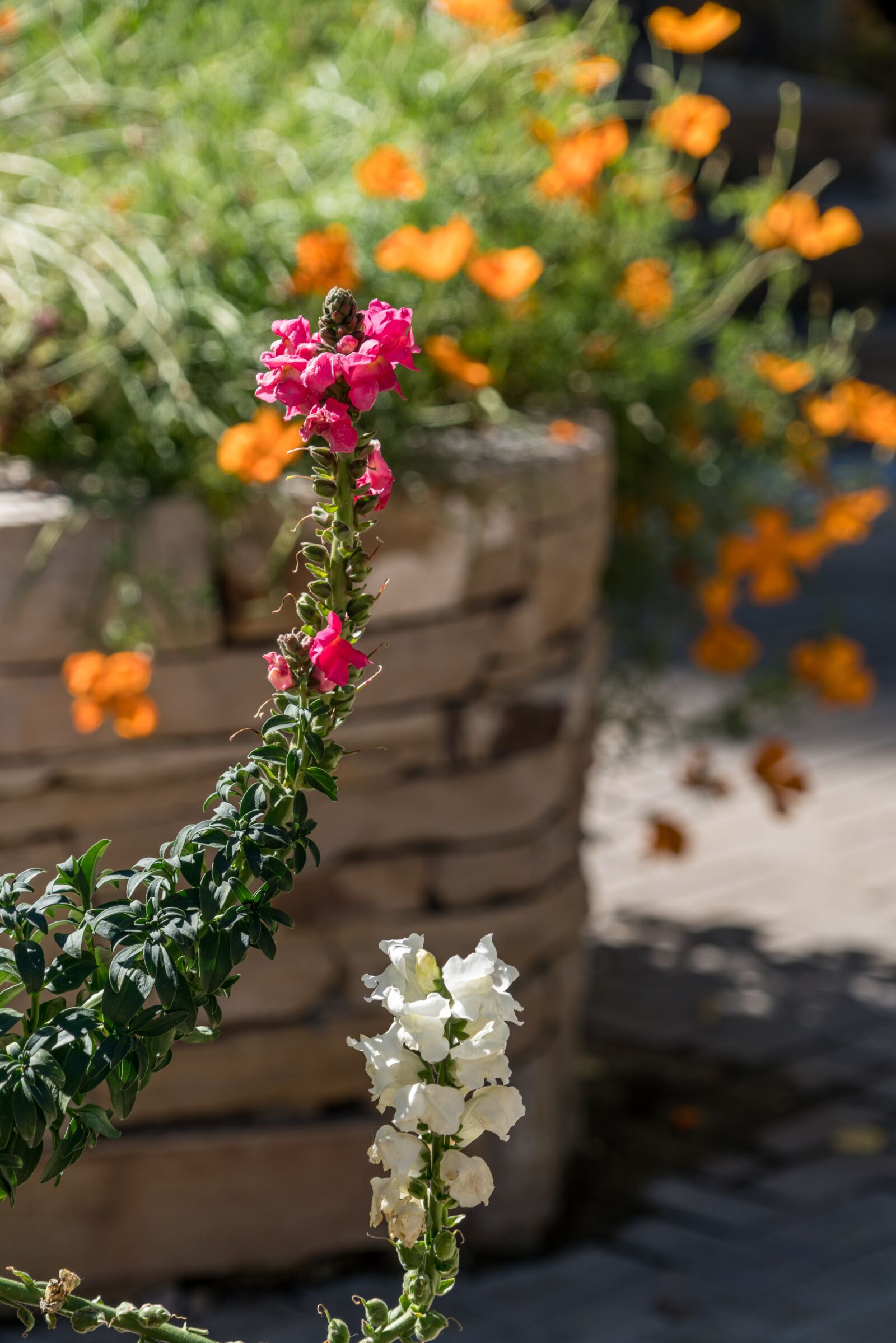 Sony a7R II + Sony FE 24-240mm F3.5-6.3 OSS sample photo. Flowers, lupine, close up photography