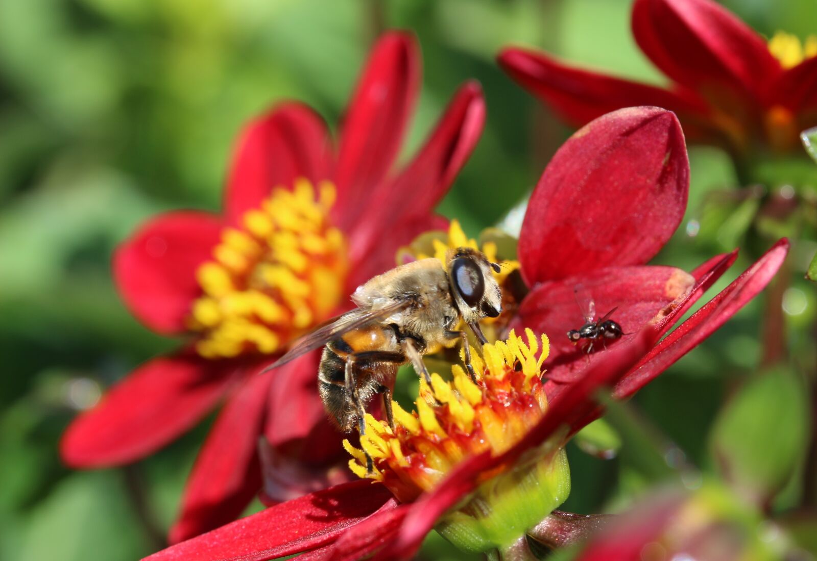 Canon EOS 650D (EOS Rebel T4i / EOS Kiss X6i) sample photo. Hoverfly, dung fly, insect photography