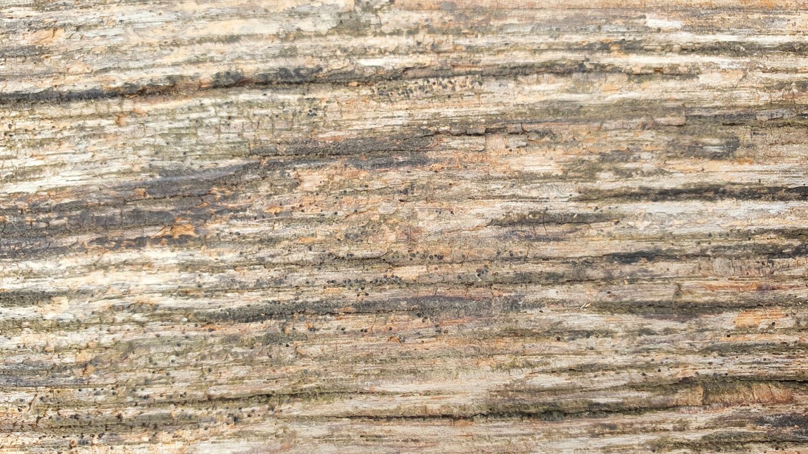 Samsung Galaxy S10 sample photo. Wood, texture, background photography