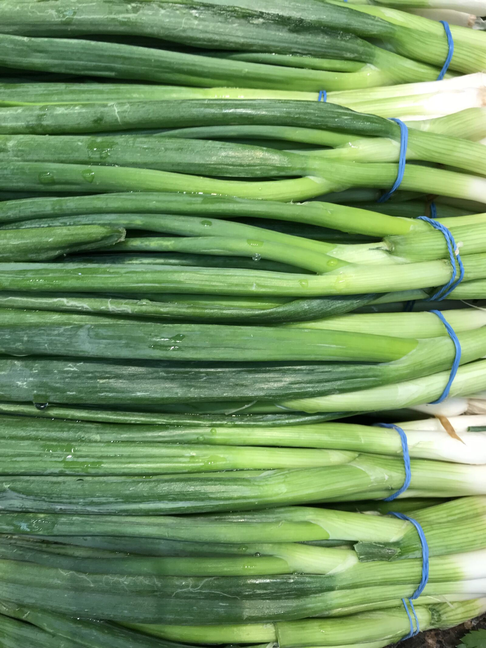 Apple iPhone 7 sample photo. Scallions, onions, vegetables photography