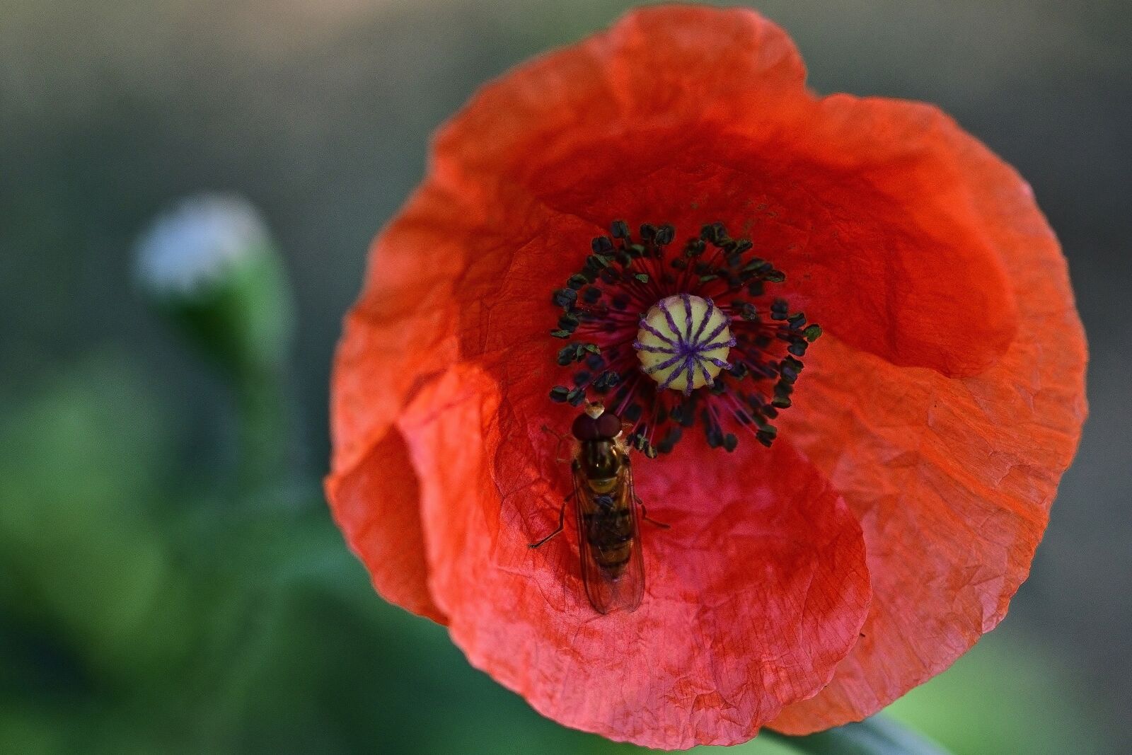 Nikon D5200 sample photo. Poppy flower, hoverfly, insect photography