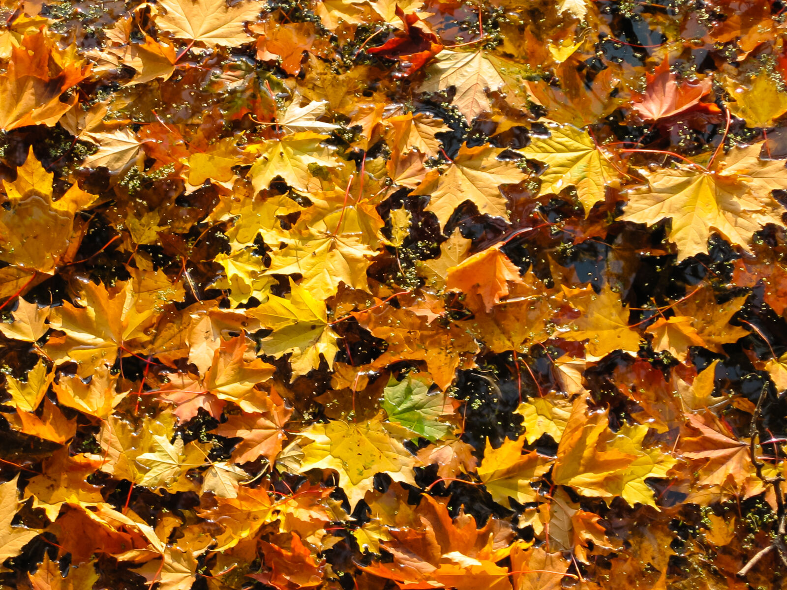 Canon POWERSHOT A80 sample photo. Autumn, autumn, colours, environment photography