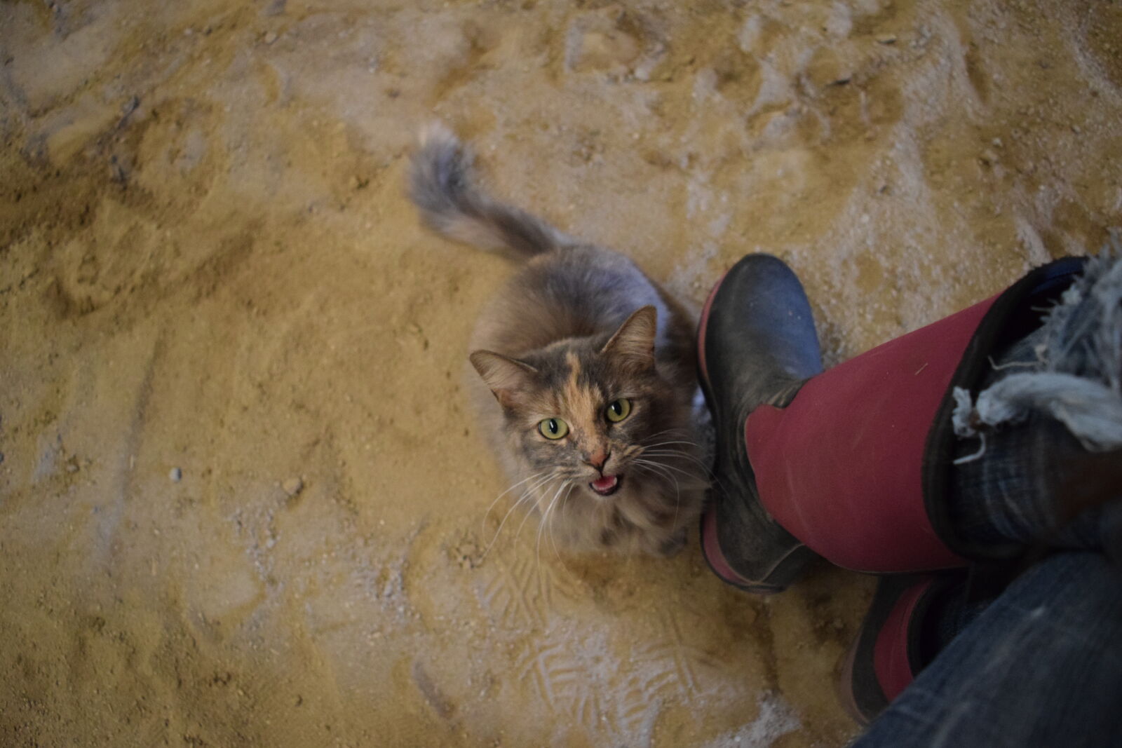 Nikon D3300 sample photo