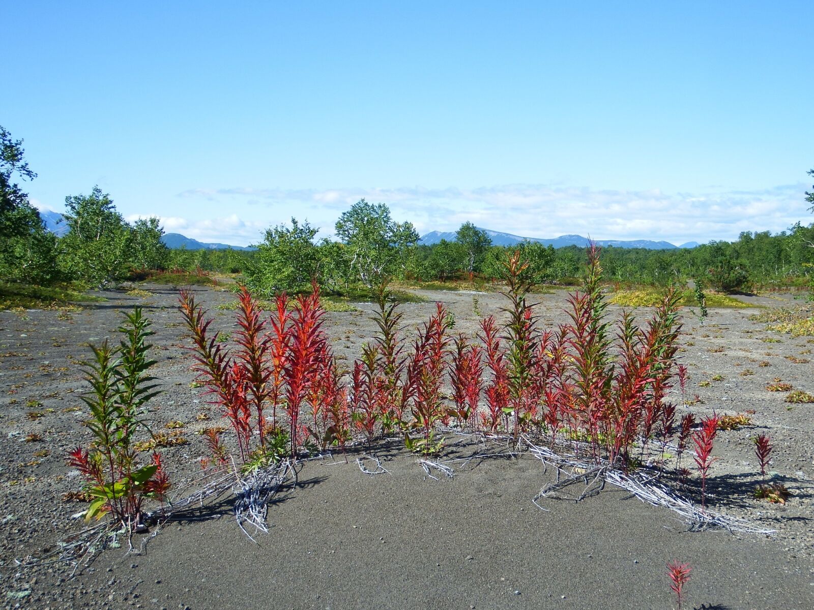 Fujifilm FinePix S1 sample photo. The foot, slag, fireweed photography