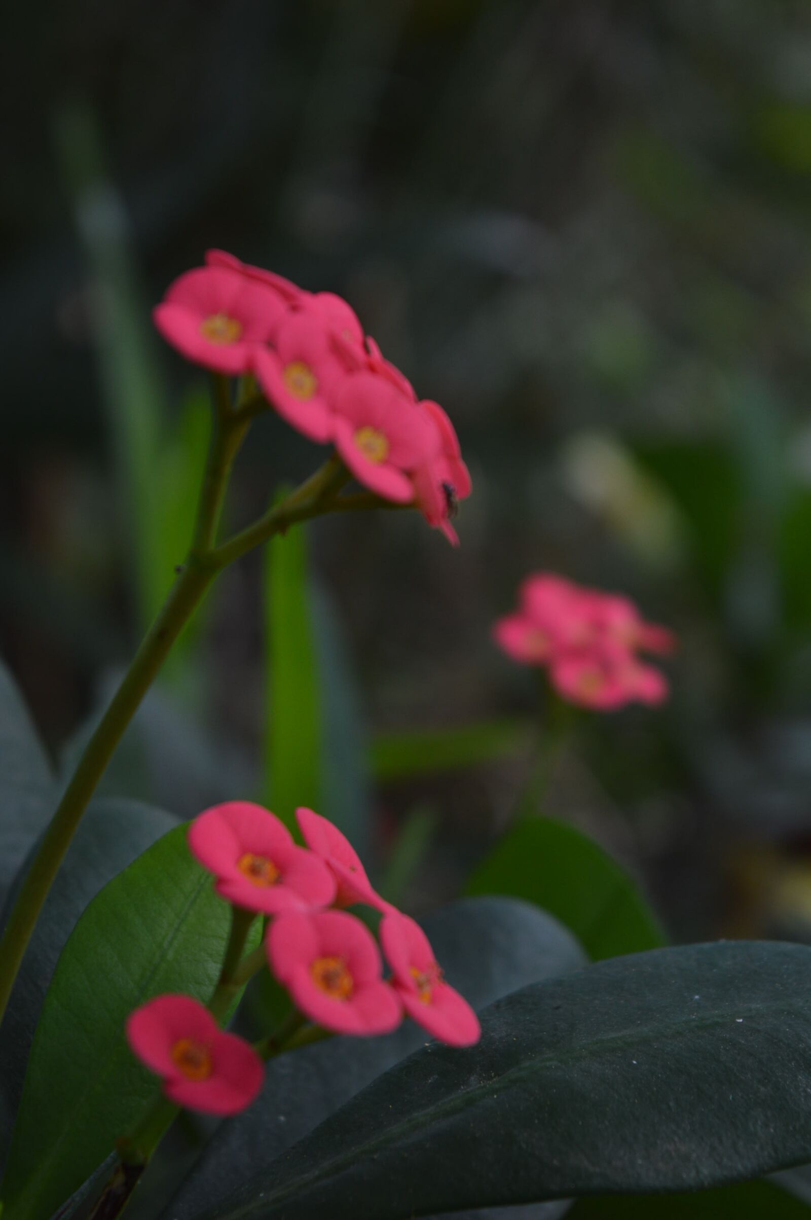 Nikon D3200 sample photo. Garden, flowers, nature photography