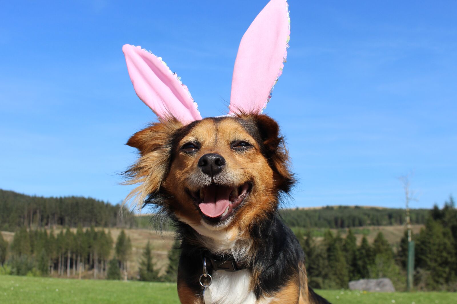 Canon EOS 700D (EOS Rebel T5i / EOS Kiss X7i) sample photo. Dog easter, easter, dog photography