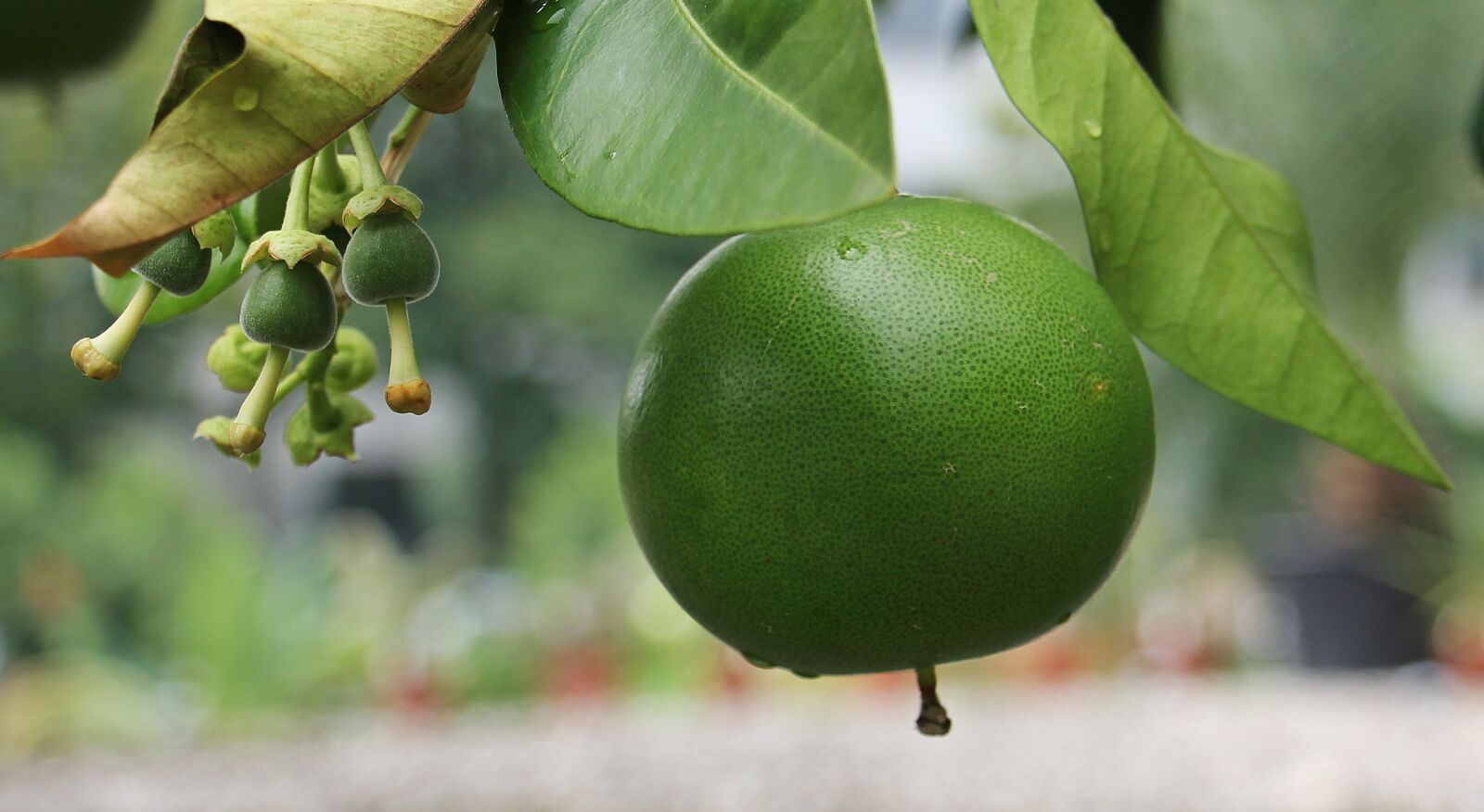Canon EOS 550D (EOS Rebel T2i / EOS Kiss X4) sample photo. Grapefruit, fruit, food photography