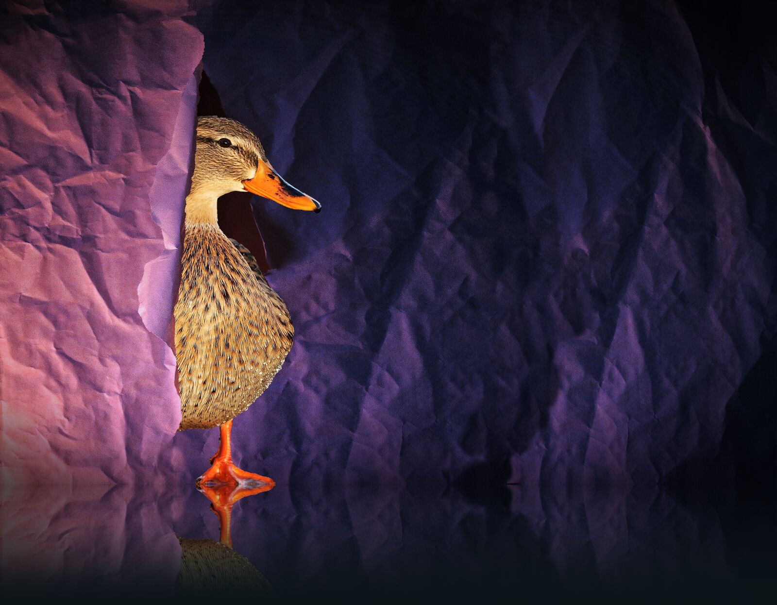 Canon EOS 80D sample photo. Duck, water bird, bird photography