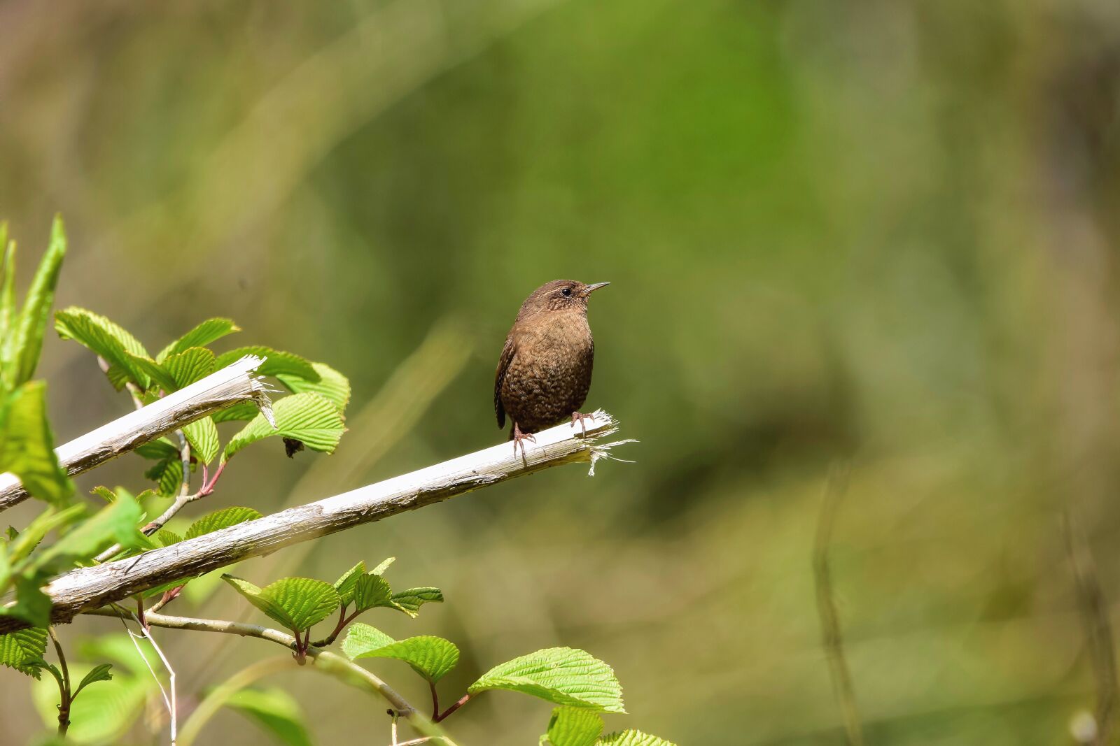Nikon D7200 sample photo. Animal, forest, wood photography