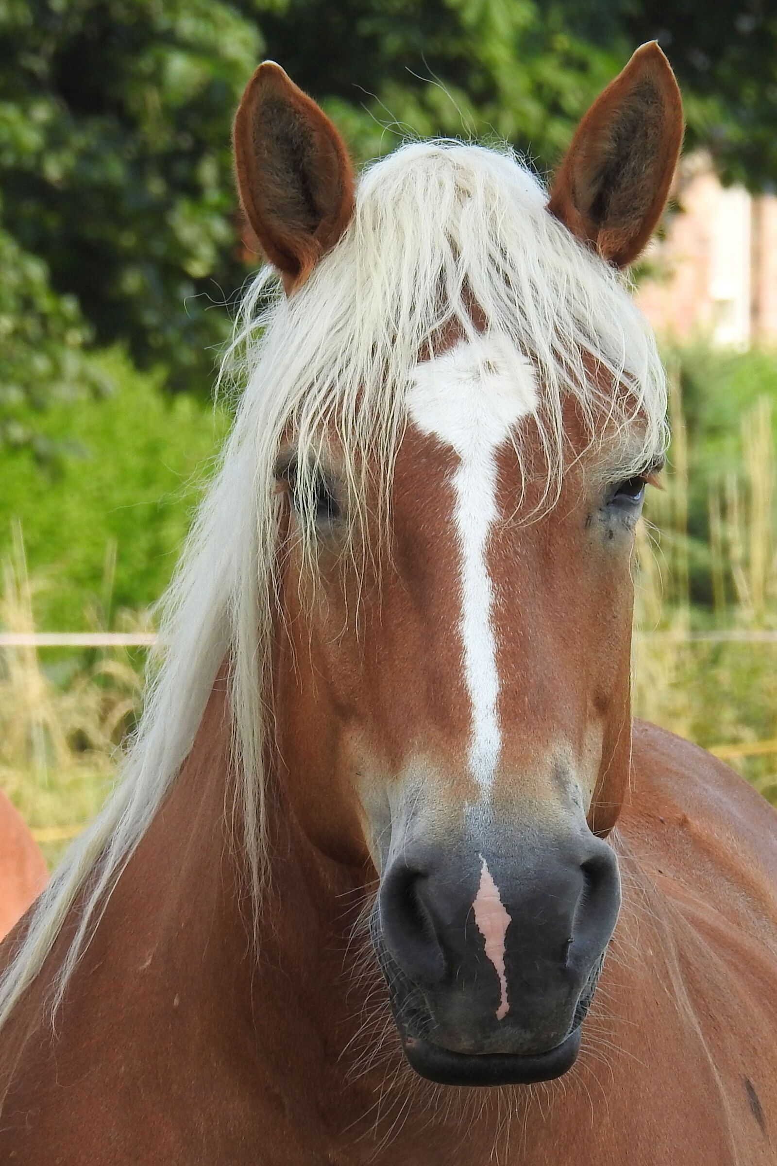 Nikon Coolpix P900 sample photo. Horse, horse head, pferdeportrait photography