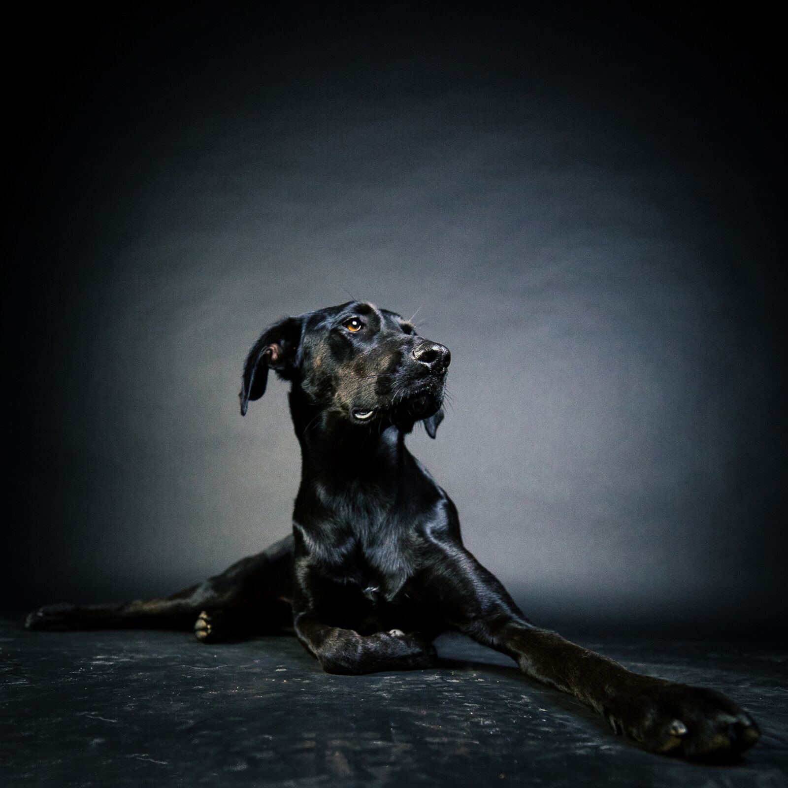 Canon EF 16-35mm F2.8L III USM sample photo. Labrador, dog portrait, retriever photography