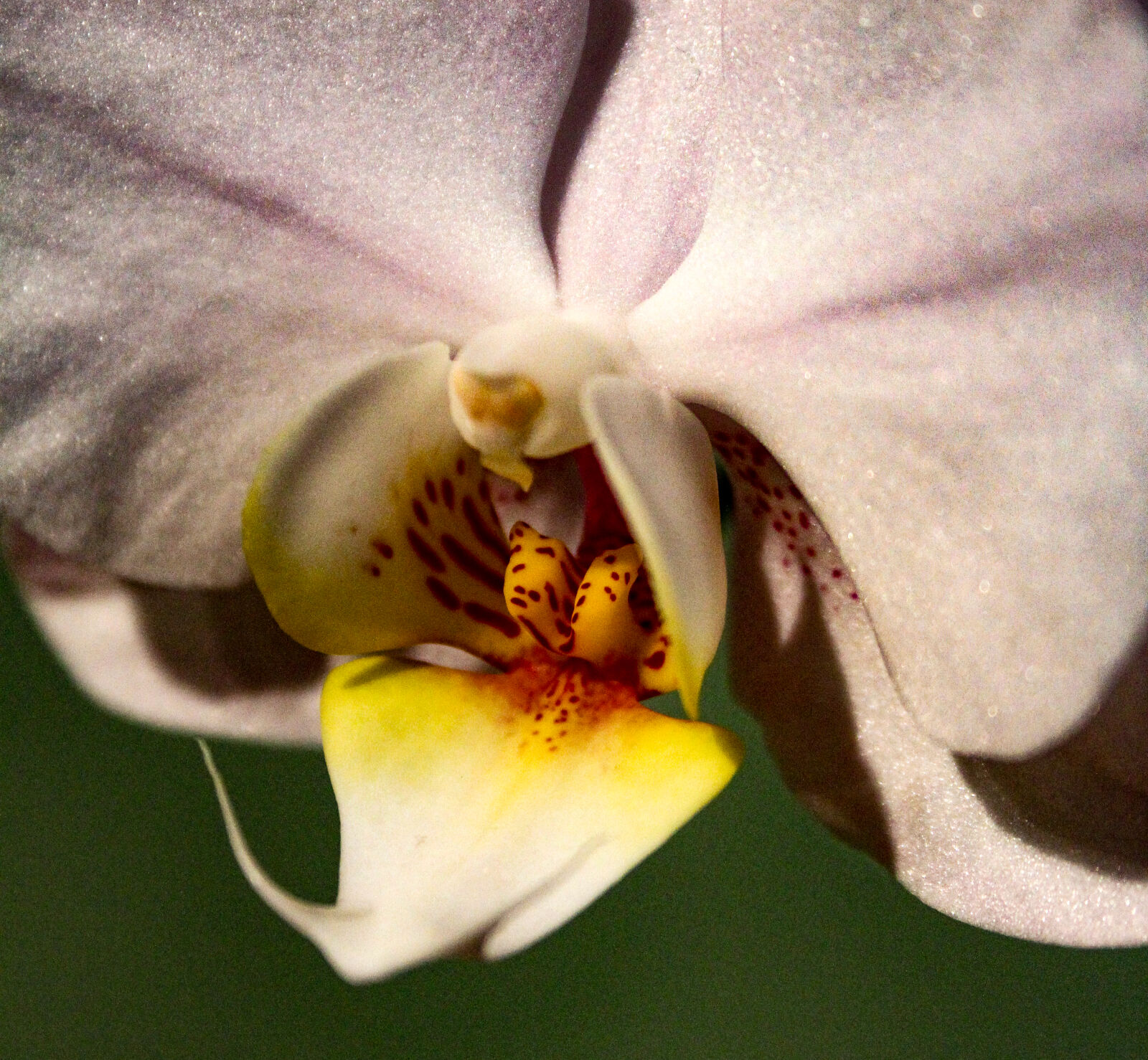Canon EF-S 18-55mm F3.5-5.6 II sample photo. Flower, orchid, petals, stigma photography