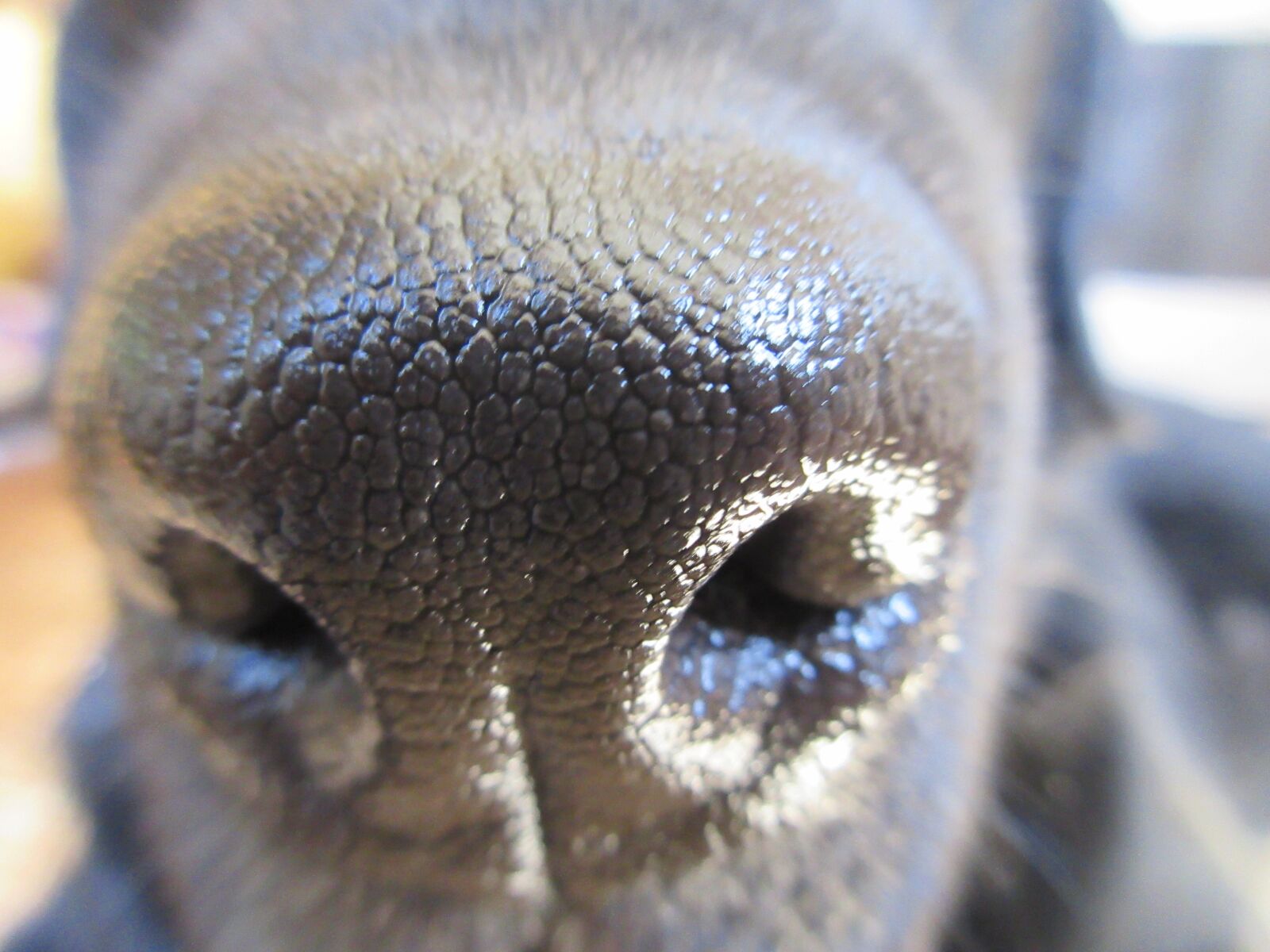 Canon PowerShot ELPH 350 HS (IXUS 275 HS / IXY 640) sample photo. Dog, nose, snout photography
