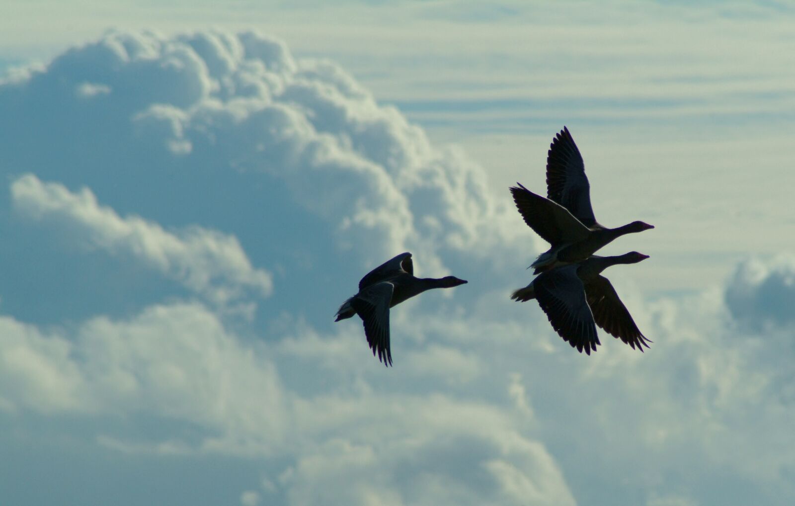 Fujifilm FinePix S2 Pro sample photo. Geese, bird, goose photography