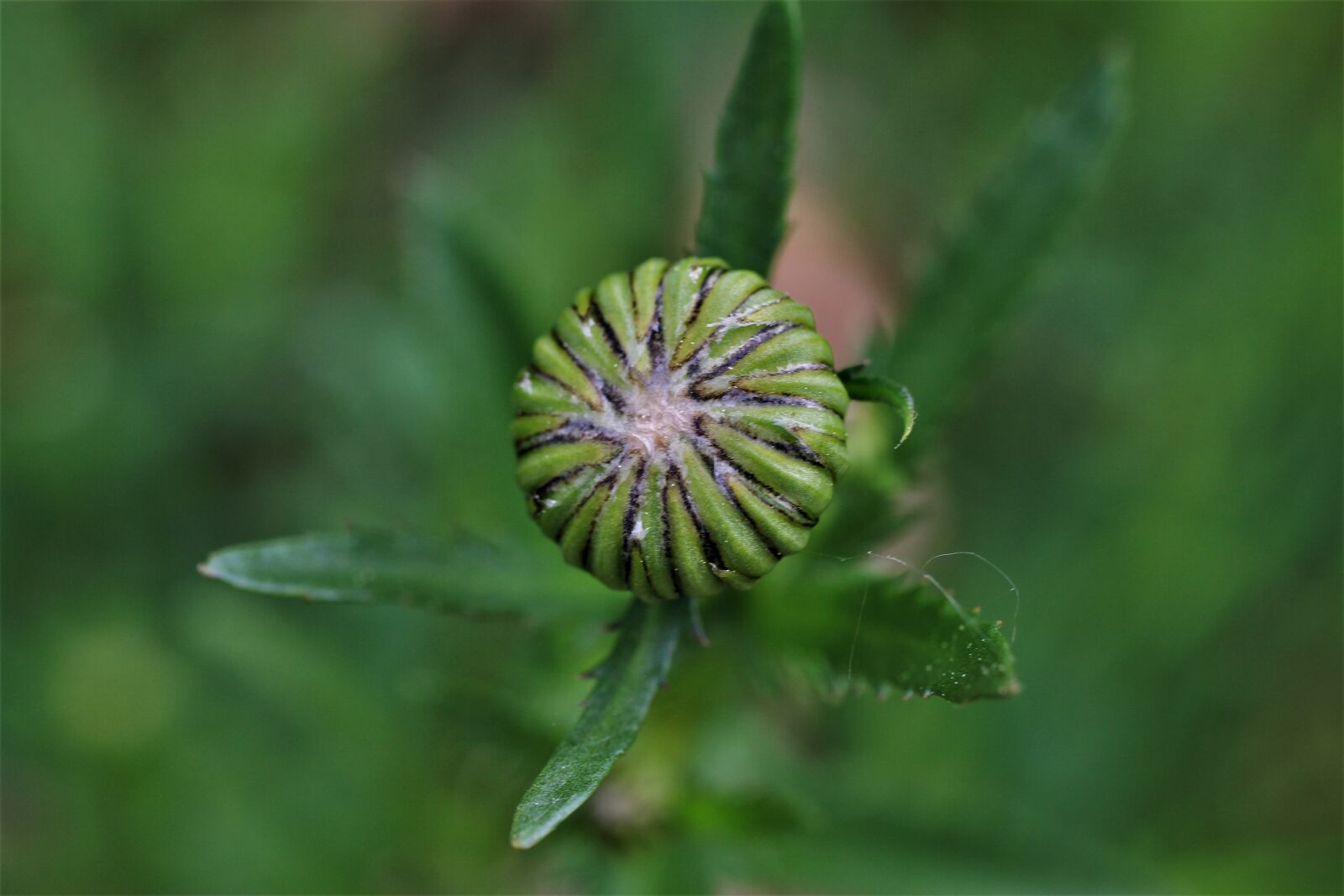 Canon EF-S 35mm F2.8 Macro IS STM sample photo. Meadows daisy, daisies, early photography