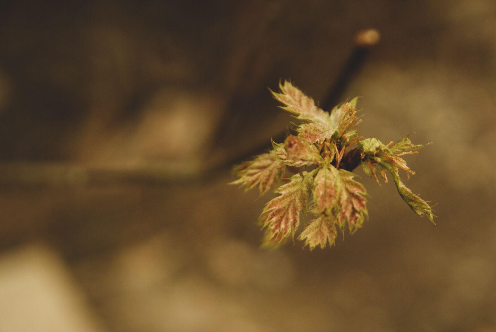 Sony Alpha DSLR-A200 sample photo. Bud, leaf, tree photography