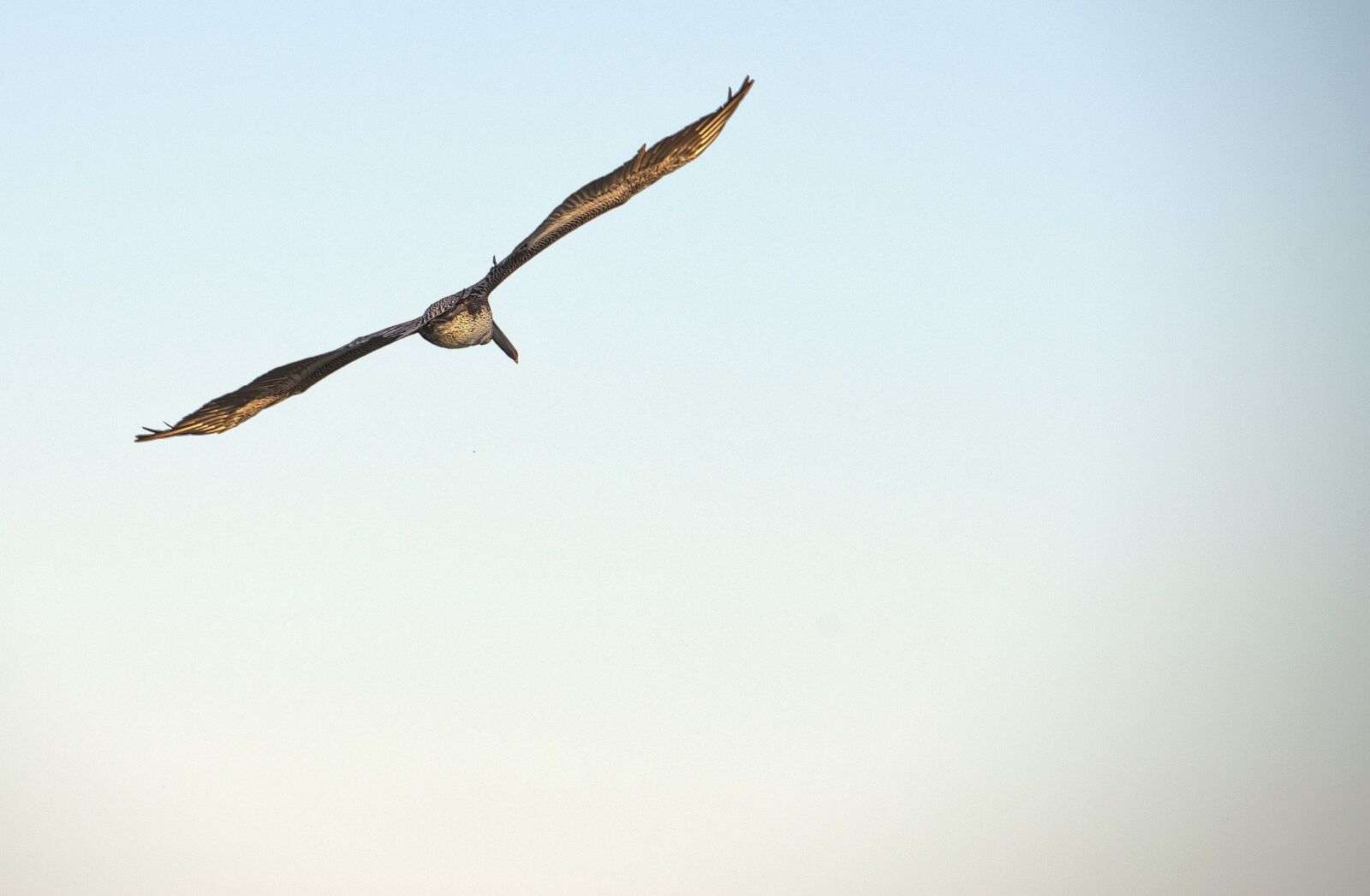 Nikon D800 sample photo. Flying bird, bird, birds photography