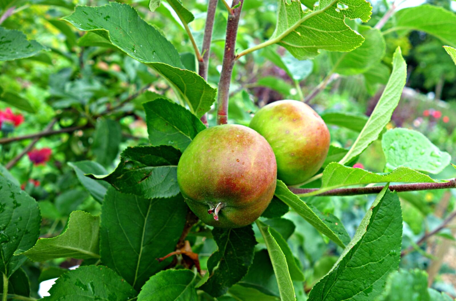 Sony Cyber-shot DSC-RX100 sample photo. Apple, apple tree, fruit photography