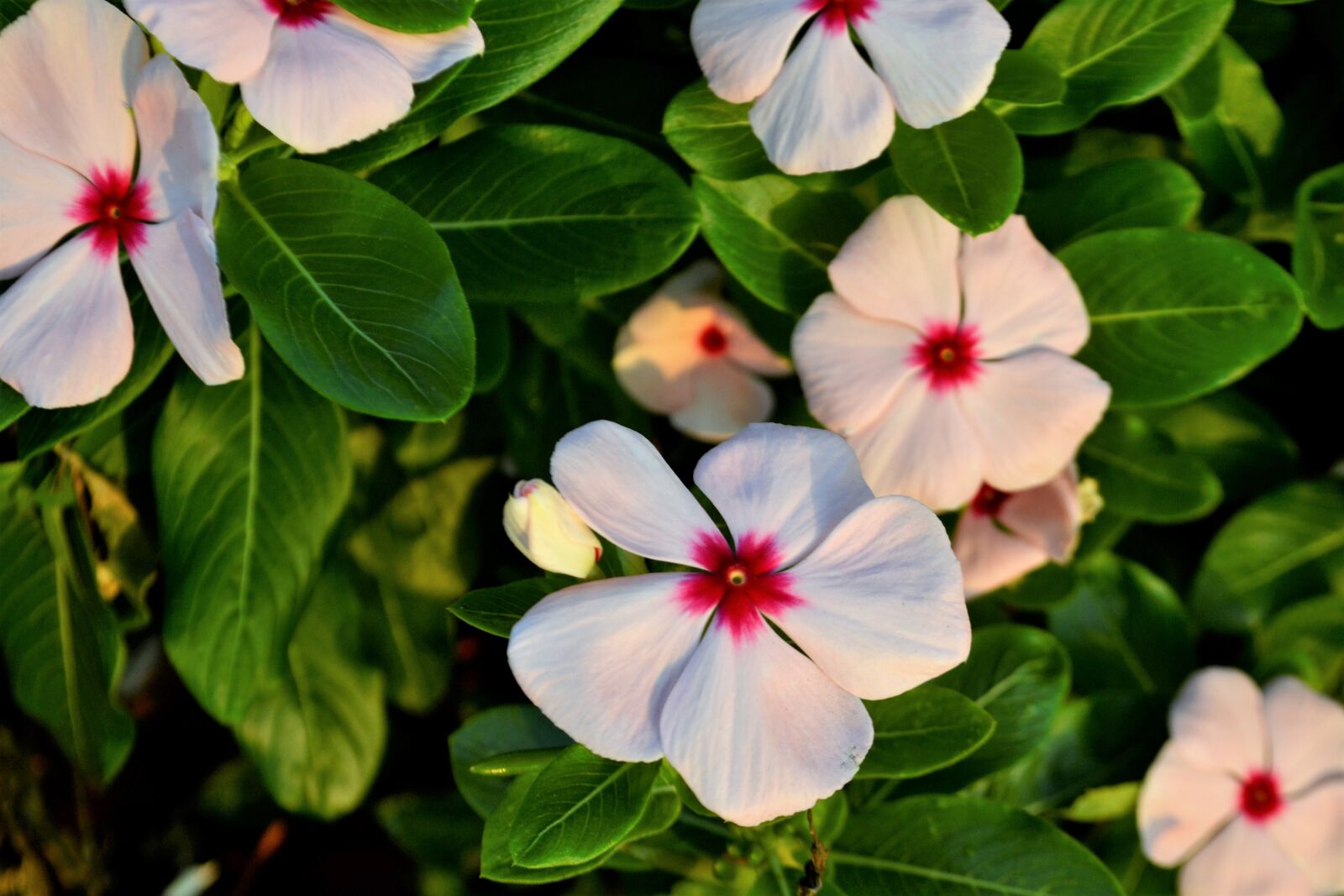 Nikon D3100 sample photo. Flowers, clover, pink photography
