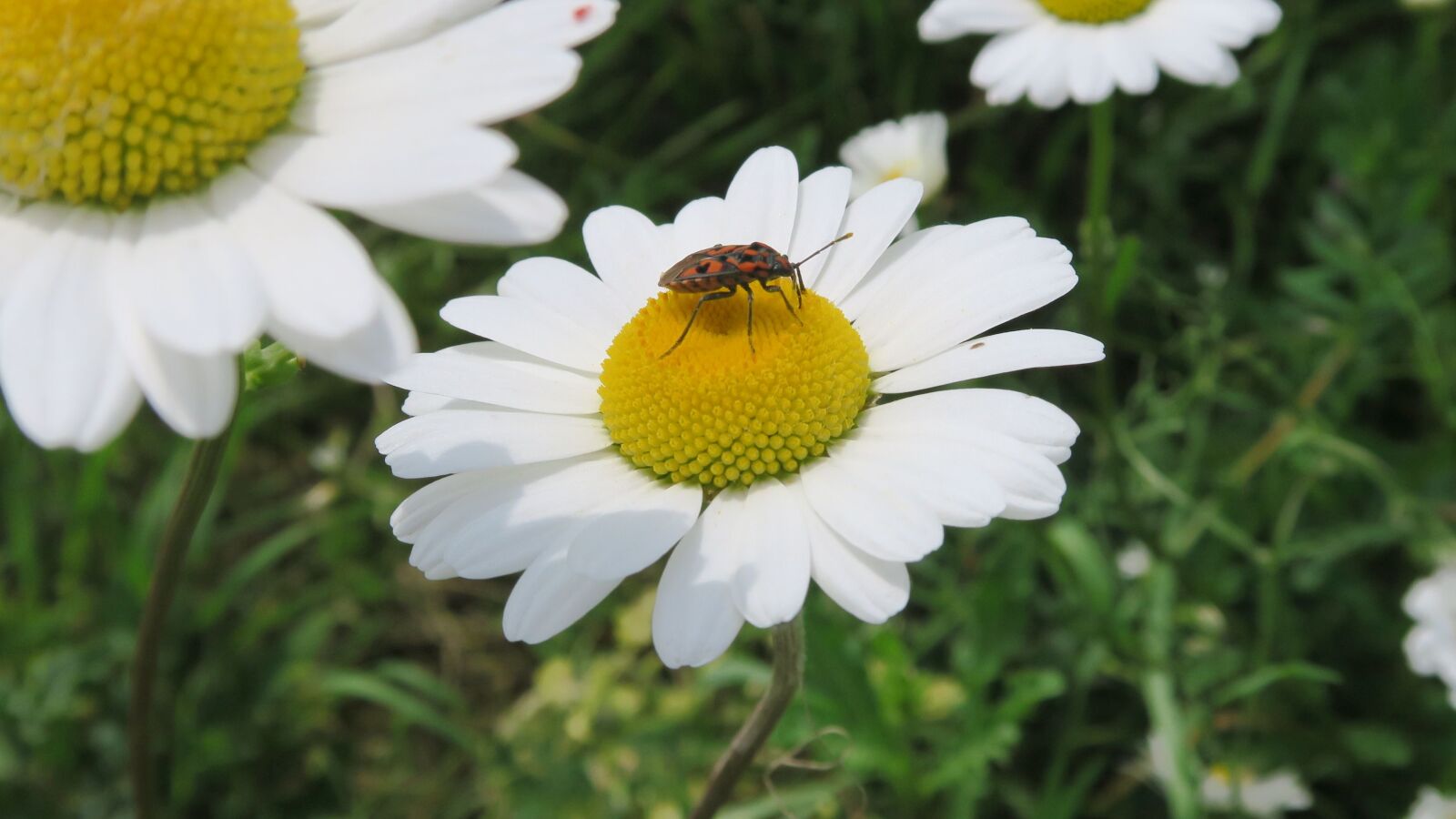 Canon PowerShot G7 X sample photo