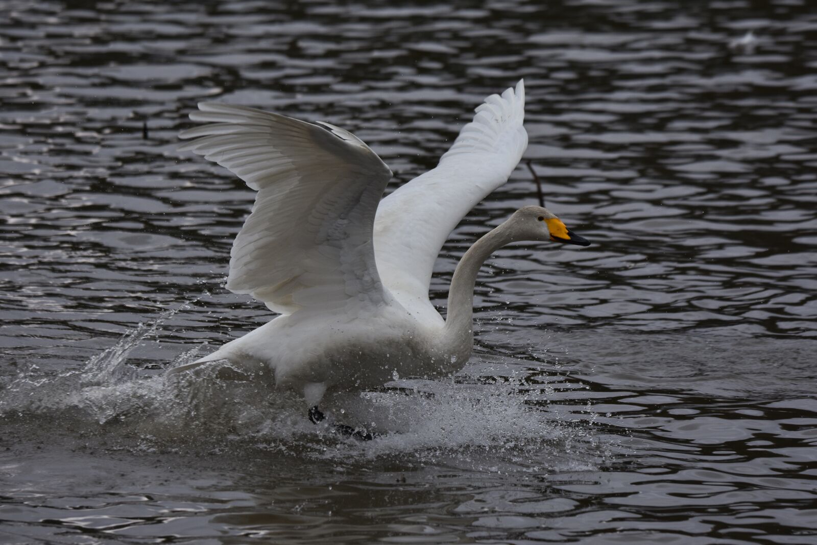 Nikon D7200 sample photo. Animal, lake, waterside photography