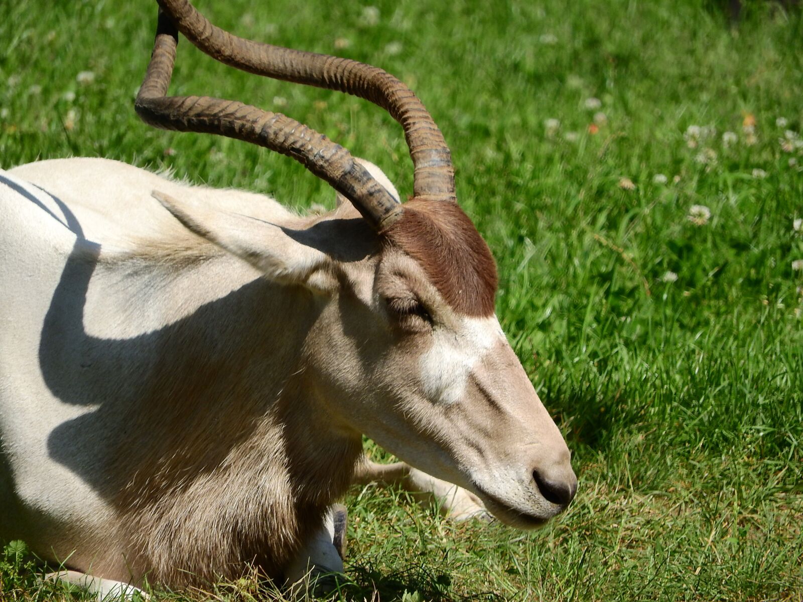 Nikon Coolpix P610 sample photo. Addax, adax nasomaculatus, long photography