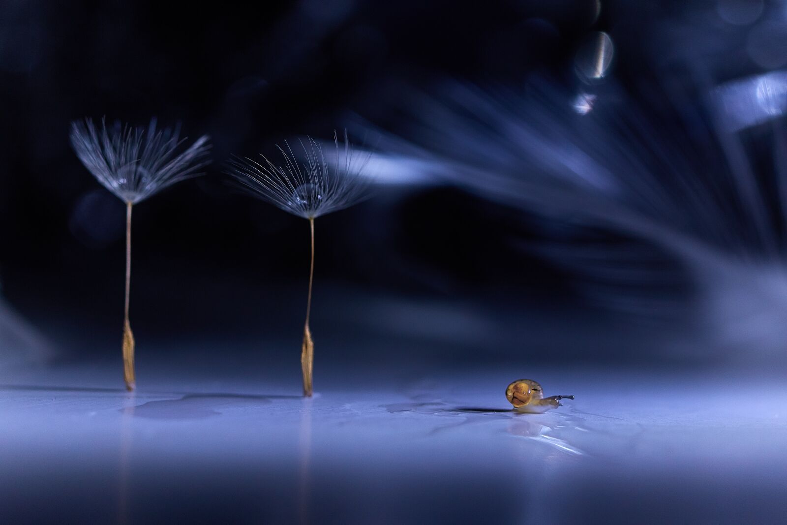 Canon EOS 70D sample photo. Fluff, drop of water photography