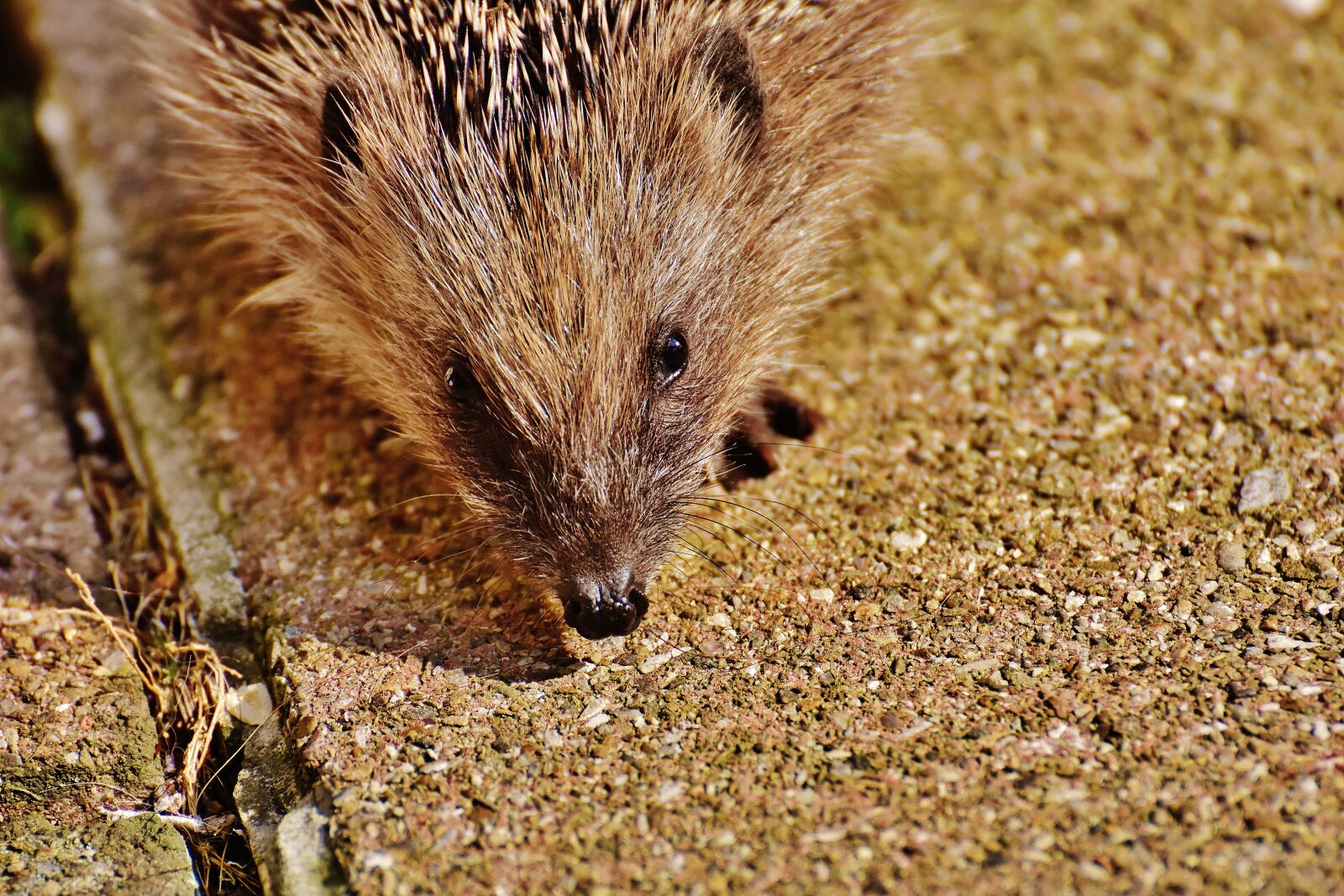 Nikon D7200 sample photo. Hedgehog child, young hedgehog photography