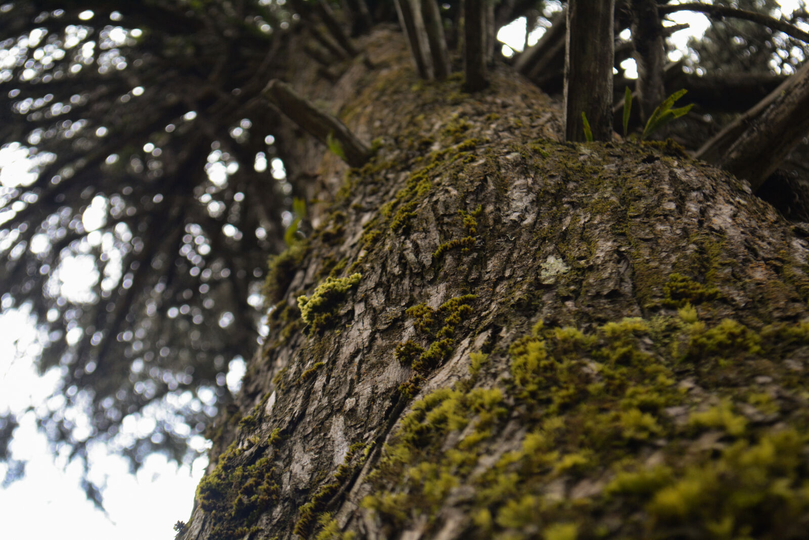 Nikon D5200 sample photo. Branches, forest, moss, mossy photography