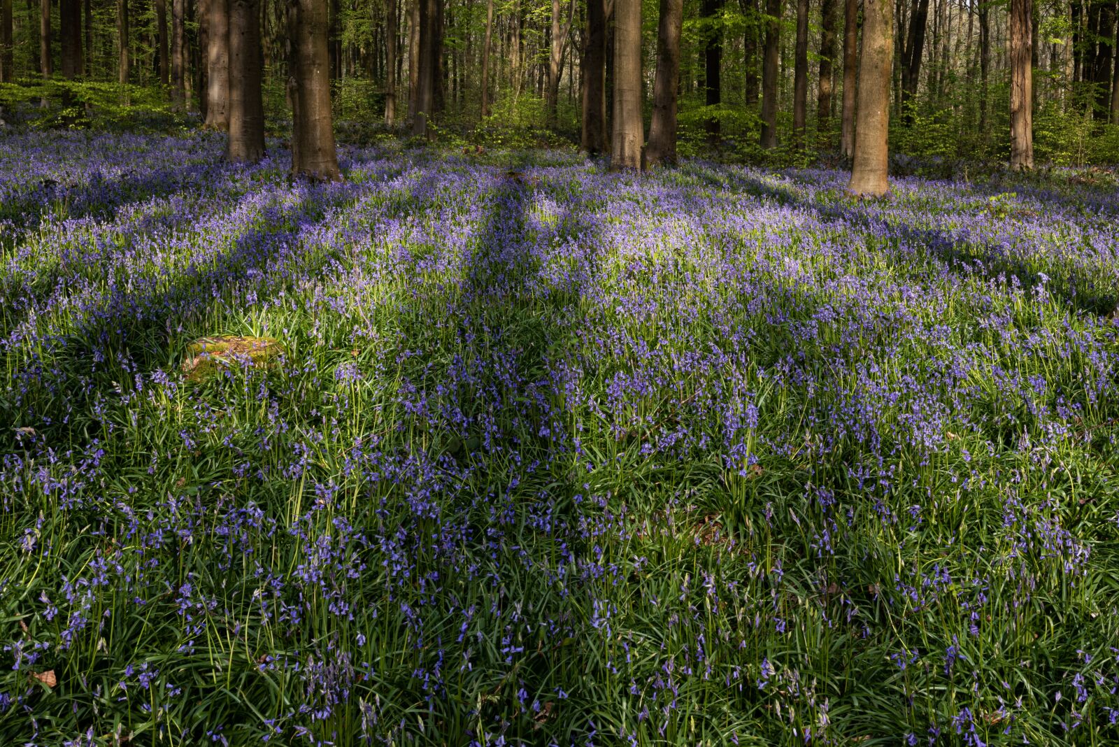 Nikon D810 sample photo. Bluebells, plant, nature photography